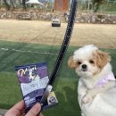 드린겐 애견테마파크 이미지