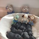 태원켄넬 이미지