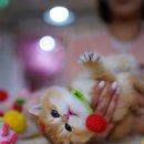 (주)캣프렌즈 이미지