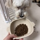 웰스 | 강아지알러지사료 찾는다면? 웰스비 시니어 유기농사료 솔직 후기