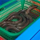충남물산 경동시장 장어 사 와서 집에서 정성 가득한 보양식 즐겼어요