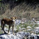 도그프리 이미지