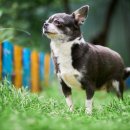 반려동물 관리사 이미지