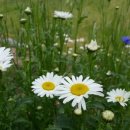 예사랑음악학원 이미지