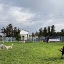 제주펫스쿨 이미지