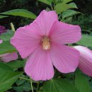 행복을주는꽃 이미지