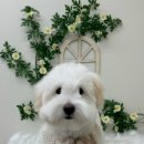 플로이몽 이미지