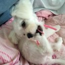 와일드 동물병원 이미지