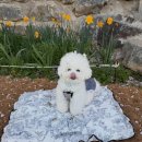 꽃개 | 울산벚꽃명소 무거천 만두의 꽃개 후기 ๑˃̶͈̀Ⱉ˂̶͈́๑