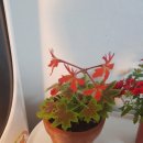 선화양봉 이미지