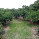 하천리-1 이미지