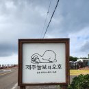 제주늘보의오후