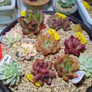 플로리스트(금) 이미지