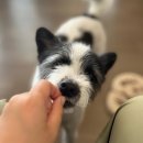 마주봄펫 이미지