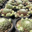 혜미농장 이미지