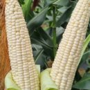 화촌면 산초울로 이미지