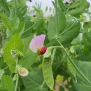 도시농부의 자원순환 텃밭농사 | [모집] 우리 땅, 우리 씨앗의 생명력을 배우다 🌱 '2026 도시농부의 토종학교' 수강생 모집