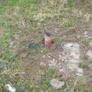 새한목장 이미지