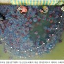 중국의 해파리 양식과 생산량