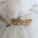 스피드덴탈 | 🕸️ 스파이더 웹 덴탈바, 라라 첫 체험! 치아관리 강아지치석제거 까지완벽