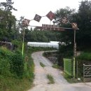 안민동 정자나무 이미지