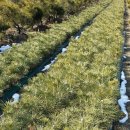 해송2로 이미지