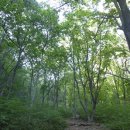 유천리 삼거리 이미지