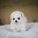 복실복실 이미지