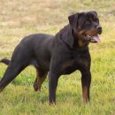 멍멍패션