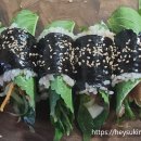 꼬다리김밥 이미지