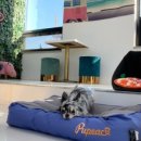 댕댕클럽 이미지