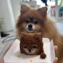 포레그스(삼송점) | 내 강아지 얼굴 케이크! 포레그스 삼송점 (배달 가능)