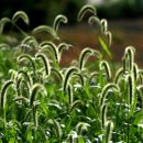 강아지풀 이미지