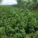 도장골농장2 이미지