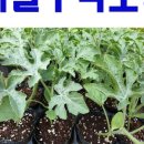 진흥농약사 이미지