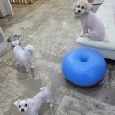 어벤독스 이미지