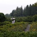 솔방솔방 이미지