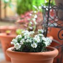 이베리스 이미지