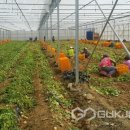 괴산군농업연구소 이미지