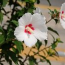 화성무궁화 이미지