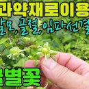 덩굴별꽃(화근초)―강심, 탈모, 골절, 임파선 결핵, 자궁 출혈, 구토, 요폐, 풍습, 종기, 타박상등에 효능이 있는 나물 약초 조회수 이미지