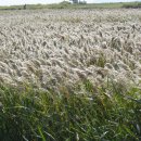 예향맛집 이미지