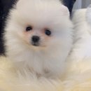 늘 함께하 개 이미지