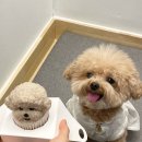 월월스낵 이미지