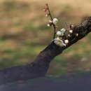 현충사 의 봄봄 (24.03.15) 이미지