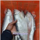 12월 18일(수) 목포는항구다 생선카페 판매생선[ 준치, 대갈치(4미, 5미대갈치), 병어, 홍어(국내산), 곱창김, (건조)고등어 ] 이미지