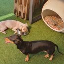 486독캠프 이미지