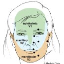 Anatomy and physiology of headache. - 꼭 정리해야 이미지