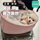 Pet46거5928 | 제주도 강아지 비행기 동반 에어서울 규정 및 민트펫 탑승 후기