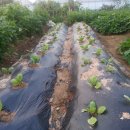 새벽농장 이미지